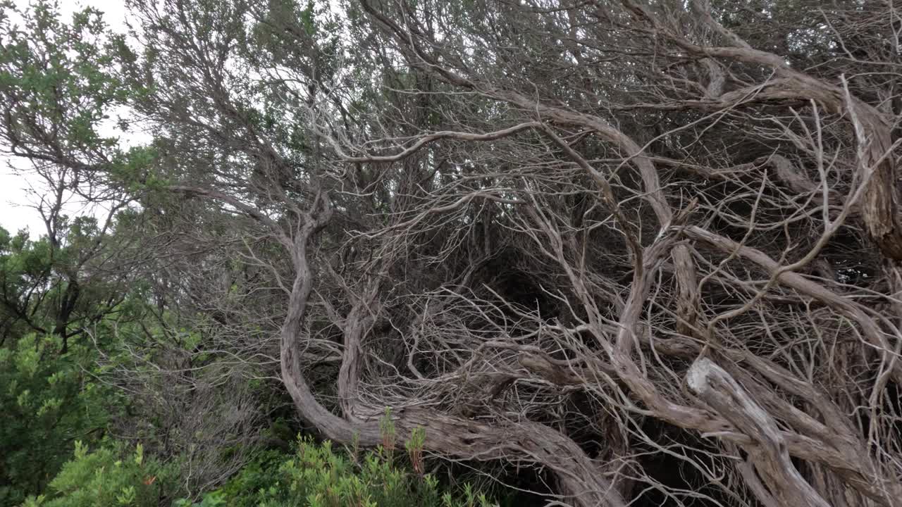 墨尔本沿海的茶树枝视频素材