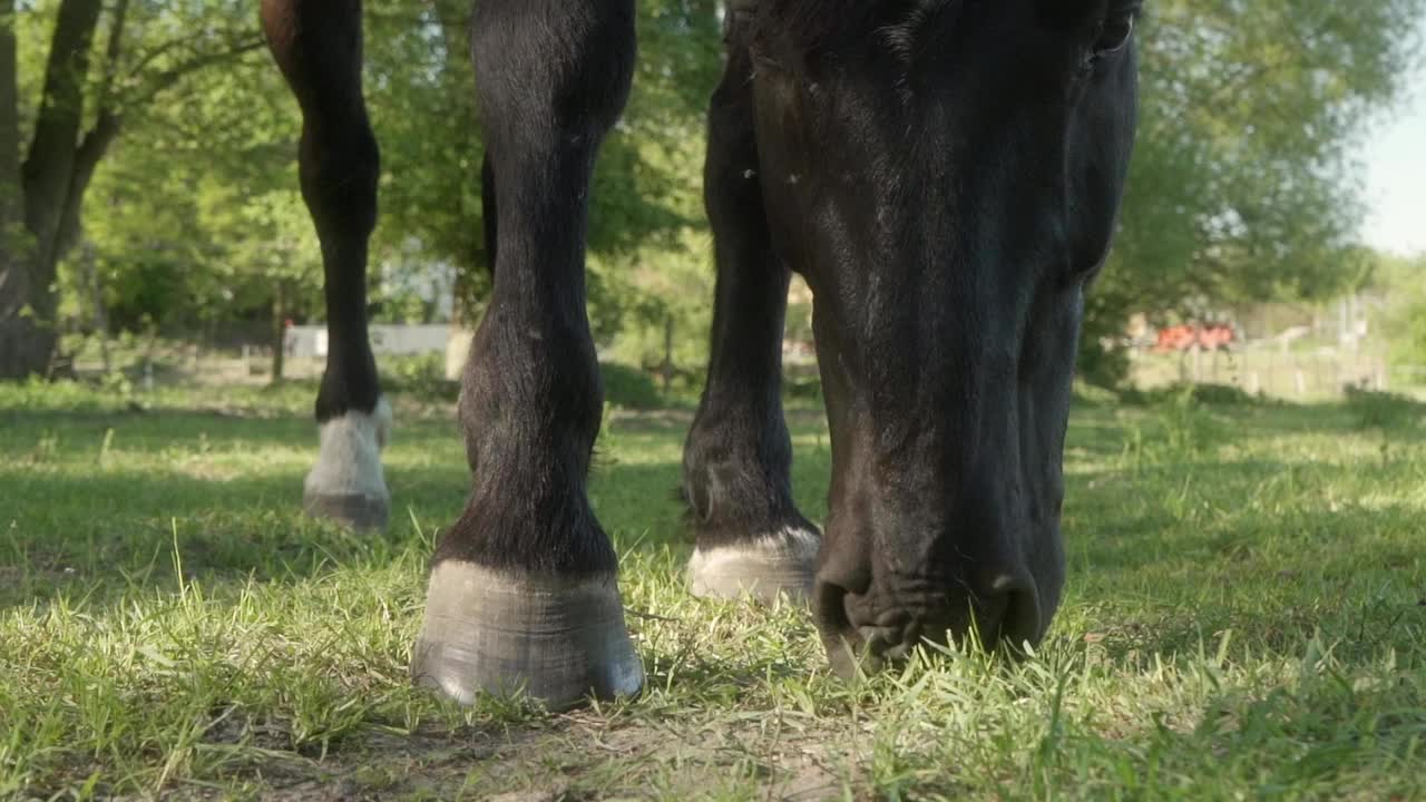 吃草的马的口鼻、鼻子、嘴唇和蹄子的特写。视频素材