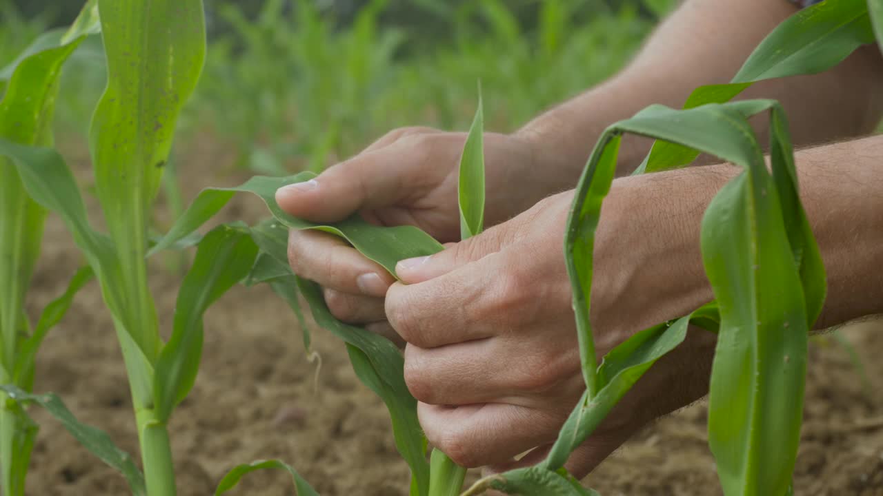 特写男农民在田间检查有机玉米植株的质量。收获农业收获农业无转基因生态生物产品，天然产品环保。视频素材