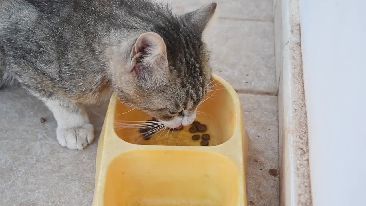 流浪猫在吃食物。视频下载