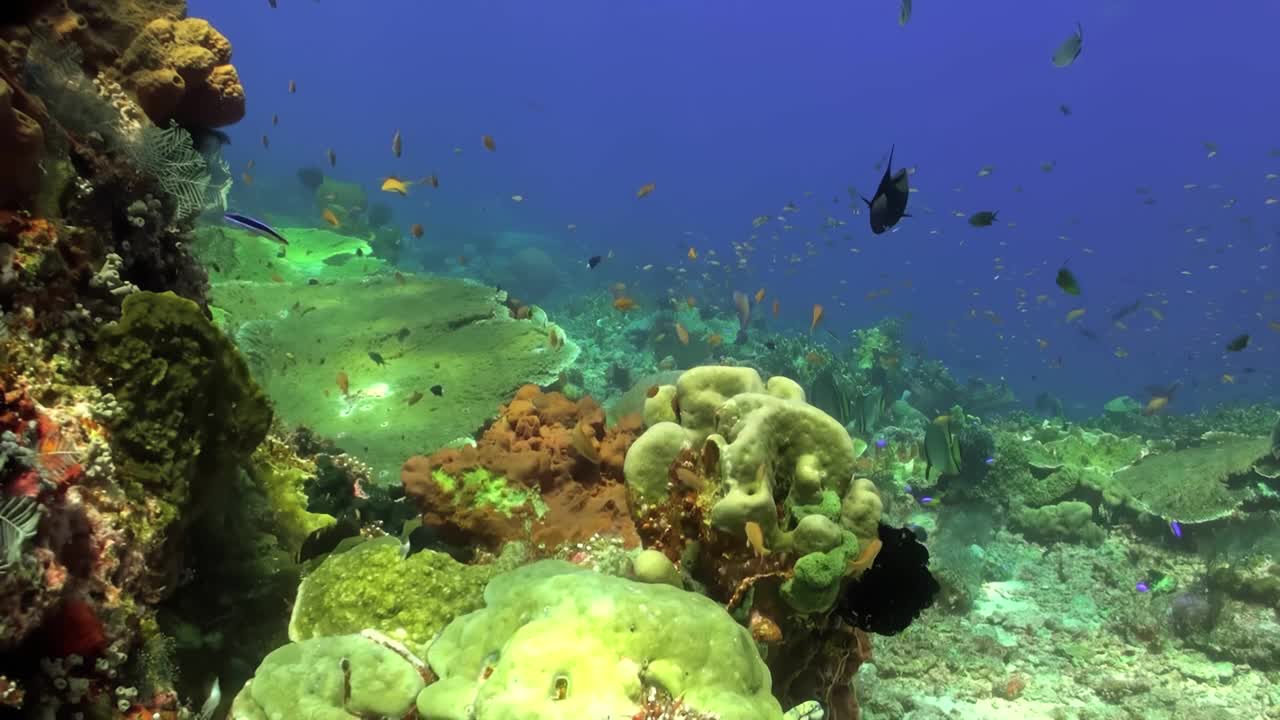 探索水下色彩缤纷的珊瑚礁和各种海洋生物。享受美丽的海洋，清澈的海水，五颜六色的鱼和活珊瑚。潜入这个海洋生态系统，体验海洋世界视频素材