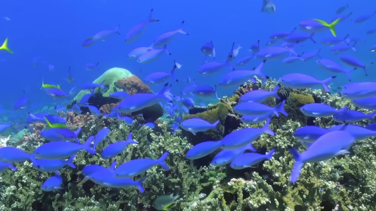 这一场景展示了一个生动的海底世界，蓝色的鱼在深海的珊瑚礁中游泳，描绘了一个丰富的海洋生态系统，充满了各种各样的水生生物，在它们的栖息地茁壮成长视频素材