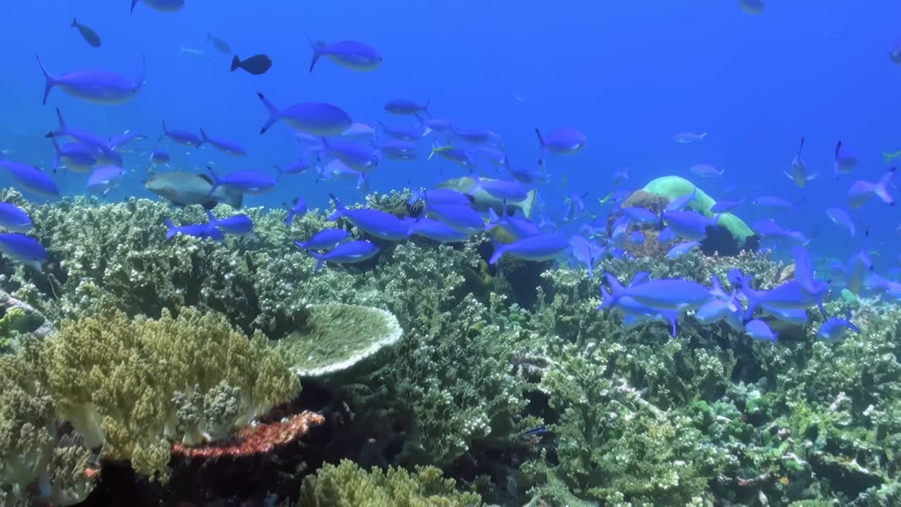 让自己沉浸在五彩缤纷的热带珊瑚礁的美丽之中，各种各样的鱼在这里游来游去。探索海洋生态系统中充满生命和生物多样性的充满活力的海底世界视频素材