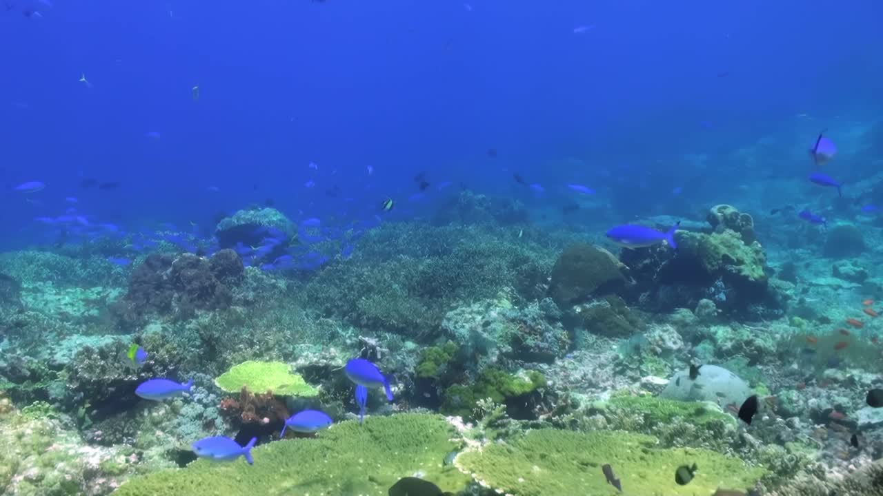 让自己沉浸在充满活力的珊瑚礁的惊人之美中，这里充满了各种各样的海洋生物和令人叹为观止的水下风景。探索丰富多彩的鱼类和海洋生物多样性的宁静栖息地视频素材