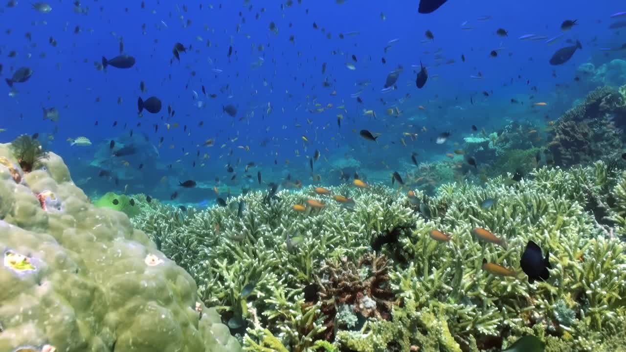 探索充满活力的水下珊瑚礁，领略海洋生态系统丰富的生物多样性。在清澈的海水中，探索丰富多彩的海底世界和各种物种和栖息地视频素材