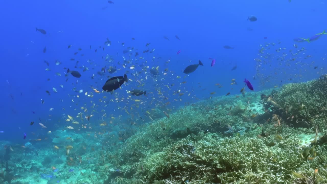 让自己沉浸在充满活力的珊瑚礁、清澈的海水、各种海洋生物、珊瑚鱼和海洋生物中。探索水下生态系统中充满生物多样性和各种物种的多彩世界视频素材