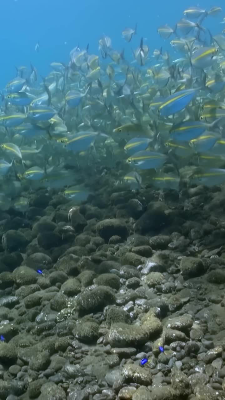 踏上水下冒险之旅，在清澈的海水中见证充满活力的鱼群。探索海洋生物、自然和生物多样性。理想的浮潜，潜水，摄影，和海洋生物学视频素材