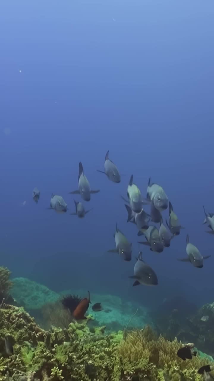 黑鳍鲷优雅地滑翔在充满活力的珊瑚礁上的迷人场景，展示了海底的壮丽奇观，充满了各种海洋生物和繁荣的生态系统视频素材