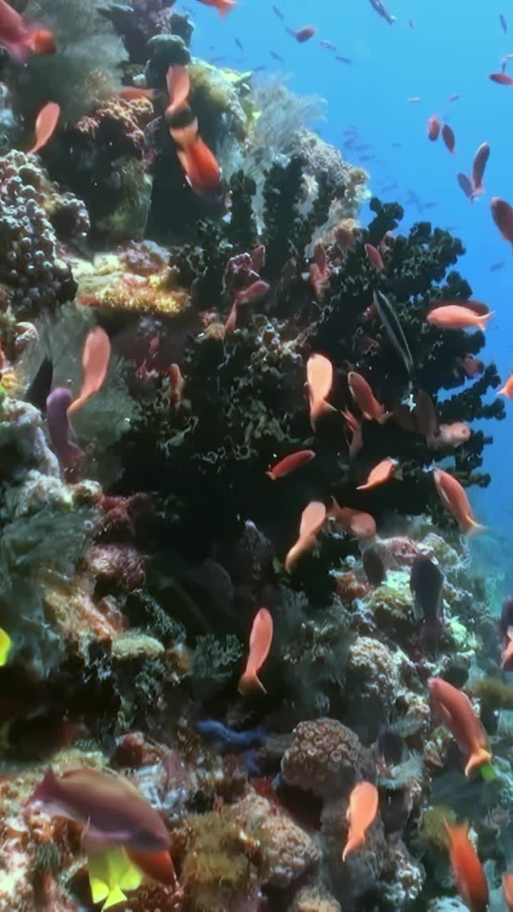 探索充满活力的珊瑚礁，这里有各种各样的海洋生物，从生动的鱼类到复杂的珊瑚，在海底环境中茁壮成长。在丰富的海洋生态系统中探索丰富多彩的海洋生物世界视频素材