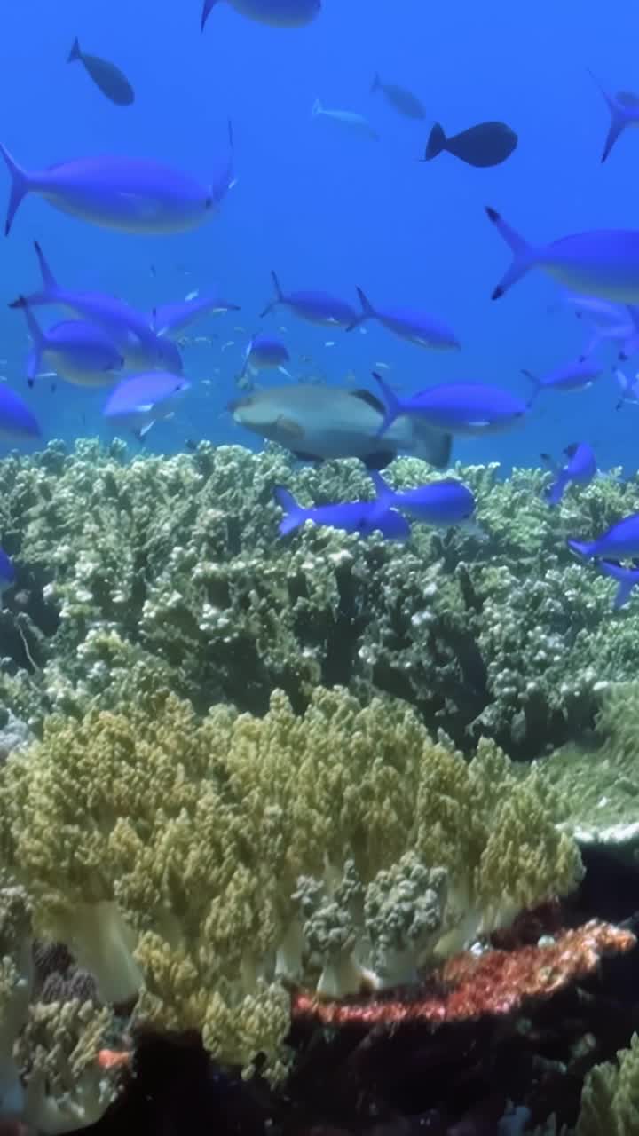 发现美丽的充满活力的珊瑚礁与异国情调的鱼。潜水或浮潜，在这个迷人的水下天堂观赏各种海洋生物。观赏五颜六色的珊瑚，在清澈的海水中钓鱼视频素材