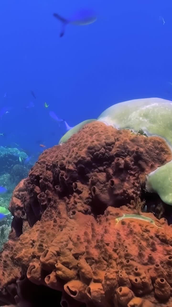 在令人惊叹的水下视频中，让自己沉浸在充满各种海洋生物的生动珊瑚礁的迷人之美中，揭示了海洋的奇迹和充满活力的居民视频素材