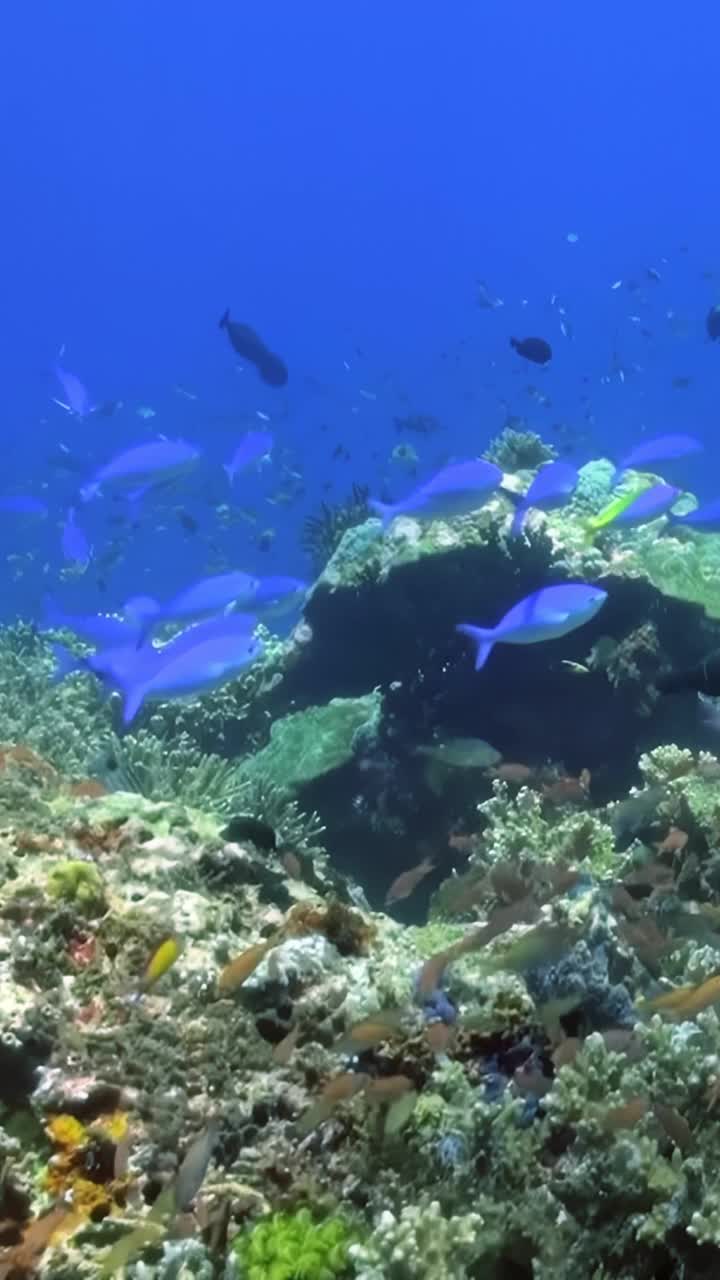 踏上水下探险之旅，探索充满活力的珊瑚礁，那里有各种各样的海洋生物。见证色彩斑斓的鱼类、海洋生物和珊瑚在自然栖息地茁壮成长的美丽视频素材