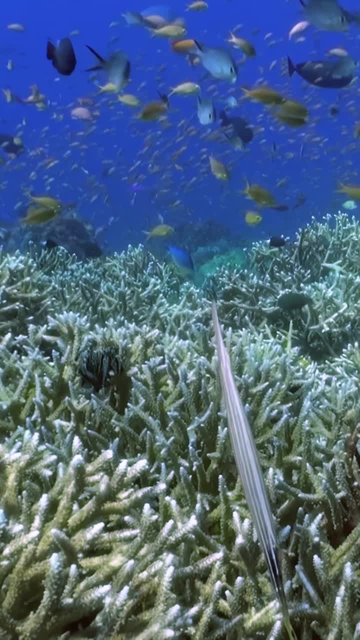 让自己沉浸在充满活力的珊瑚礁的美丽之中，在清澈的海水中见证色彩缤纷的鱼类、珊瑚和各种海洋生物。在这个生态系统中潜水或浮潜，探索丰富的海洋生物视频素材