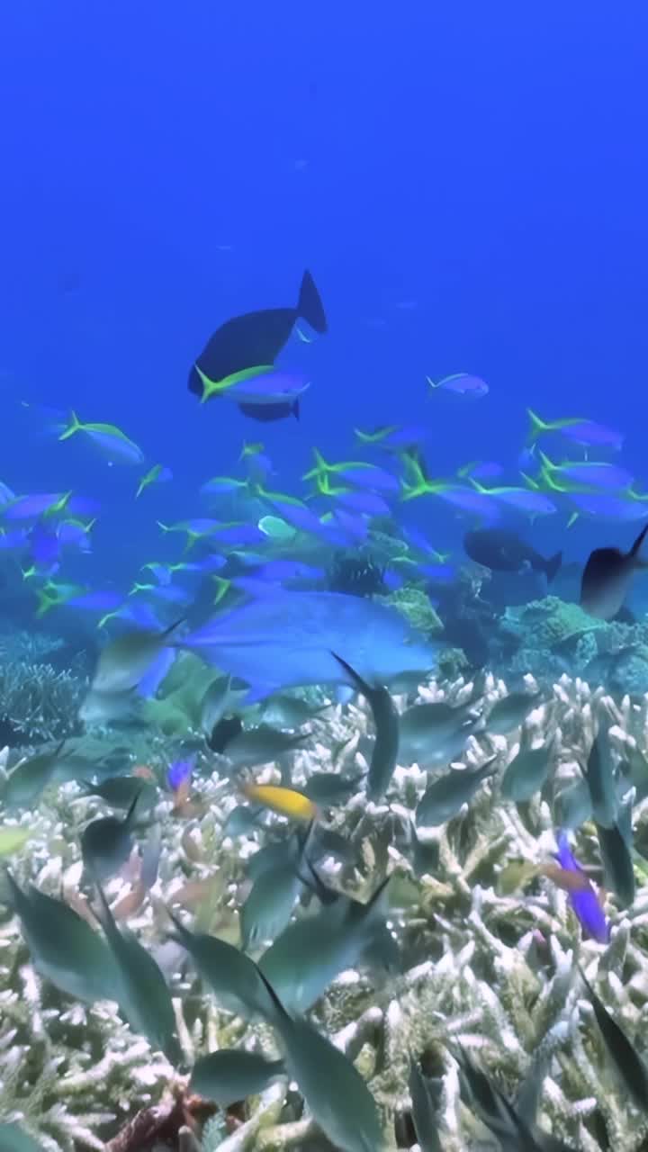 潜入各种海洋生物和充满活力的珊瑚礁的迷人世界。见证五颜六色的鱼类和其他海洋生物在它们的自然栖息地茁壮成长，创造一个美丽的水下生态系统视频素材