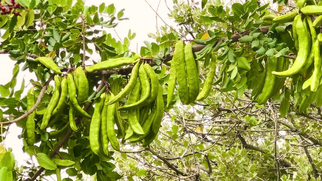 角豆树的树枝。视频素材