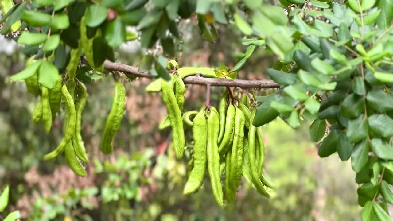 角豆树的树枝。视频下载