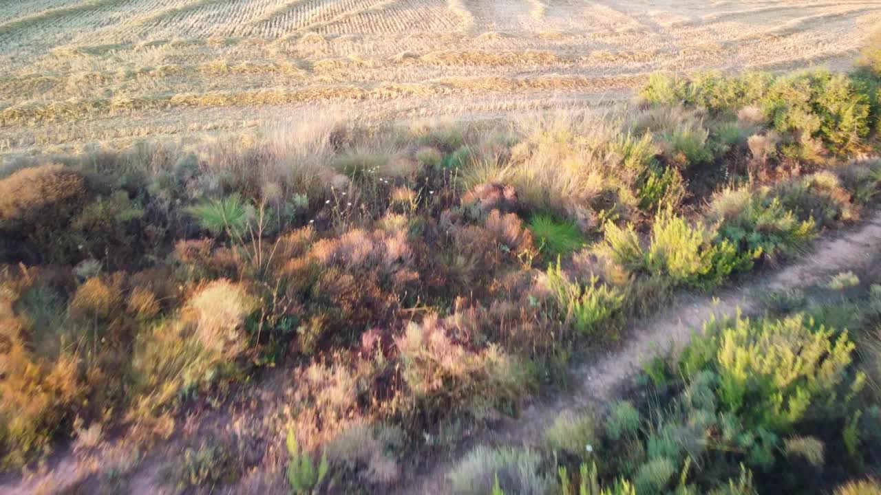 夕阳下，巴塞罗那伊瓜拉达金色的田野和远处的风车视频素材