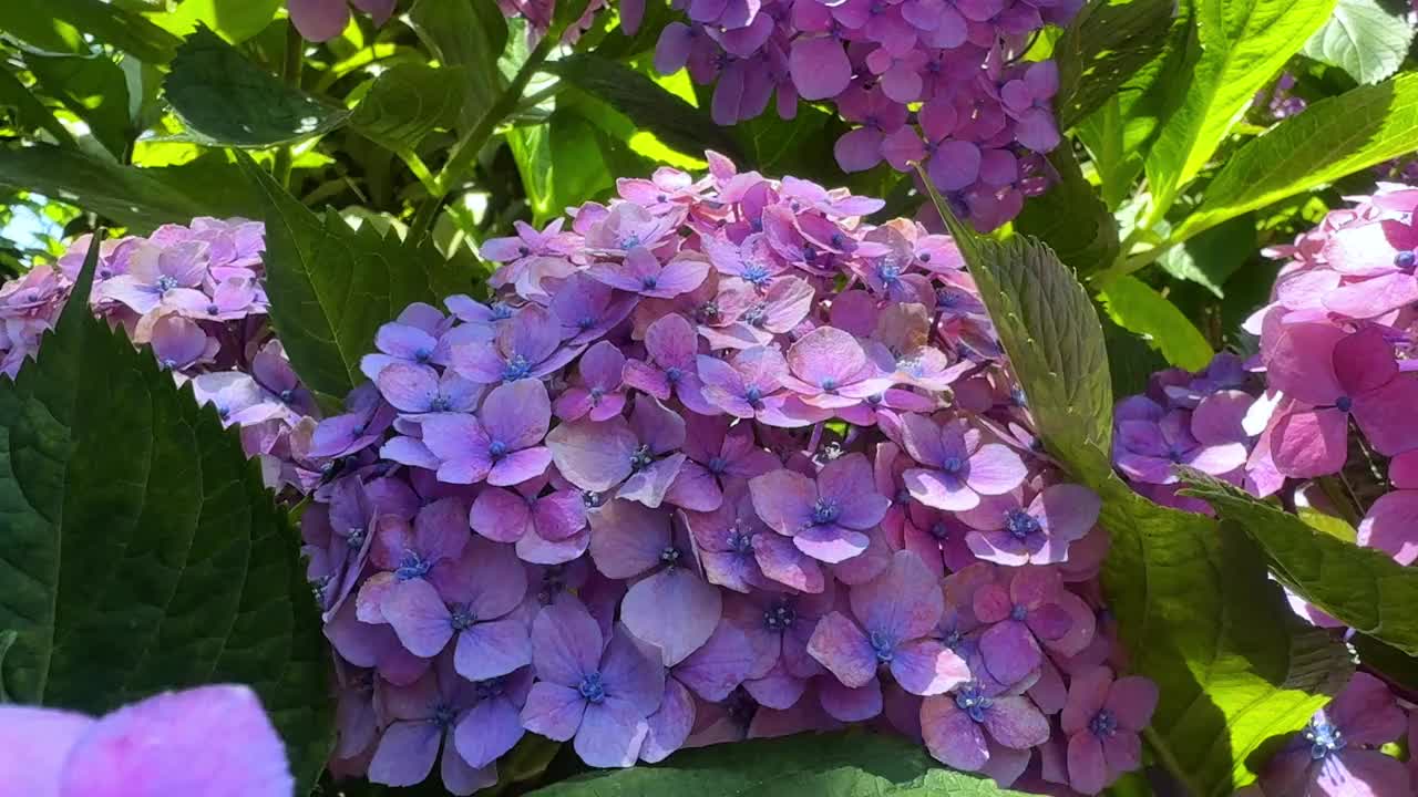 充满活力的紫色绣球花在一个阳光明媚的日子里盛开的特写视频素材