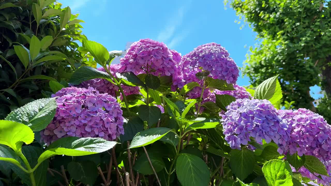 黄昏时分的城市天际线，灯火通明的建筑物映照在平静的河流上视频素材