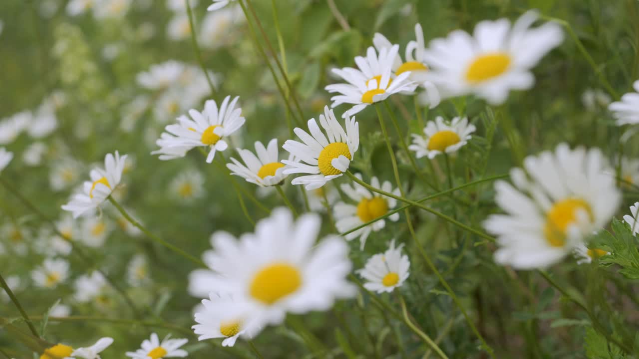白色雏菊在风中摇曳。白色盛开的洋甘菊花夏季田野草地特写。野花在大自然的春天。环境保护，生态。美丽的蜡台。视频素材