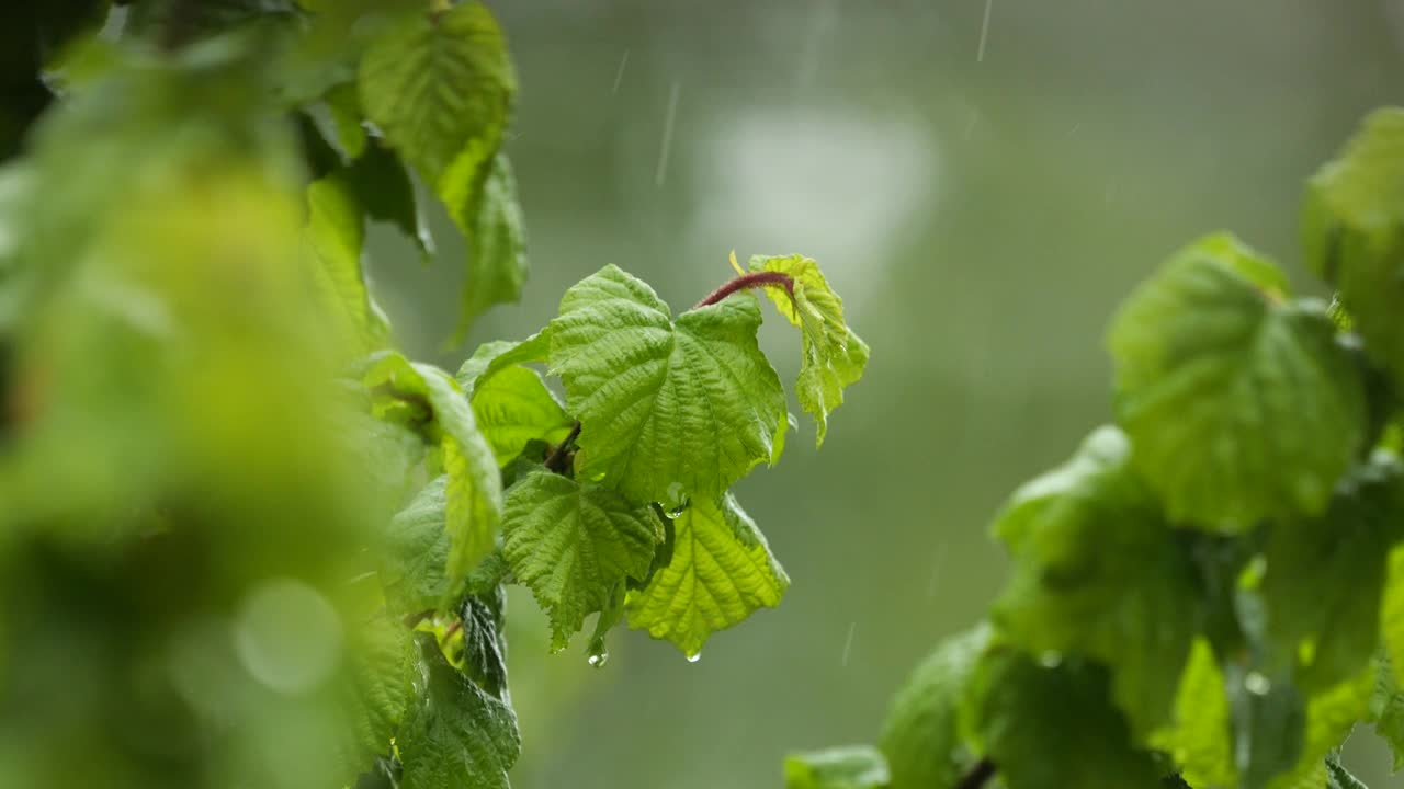 雨水落在绿色植物的叶子上。平静放松冥想和平的背景。大雨中，绿叶上滴下的慢动作雨滴。雨天和自然界的雨水。视频素材