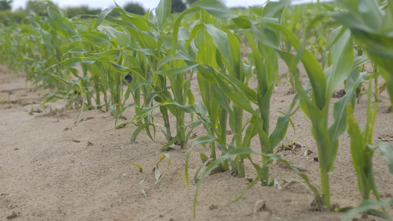 田间植物的绿叶玉米。玉米农场。玉米地的边缘，玉米秆、玉米叶和玉米穗在微风中摇曳。土壤干燥，气候变化。视频素材