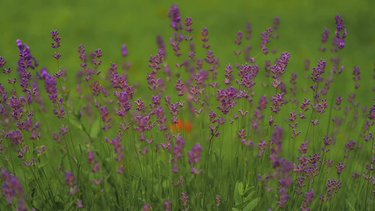 一大片薰衣草田，鲜艳的紫色花朵映衬着郁郁葱葱的绿色背景，创造出令人惊叹的自然景观视频素材