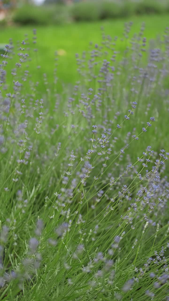 一个盛开的薰衣草田的特写镜头，充满活力的绿色背景，完美的自然爱好者。视频素材