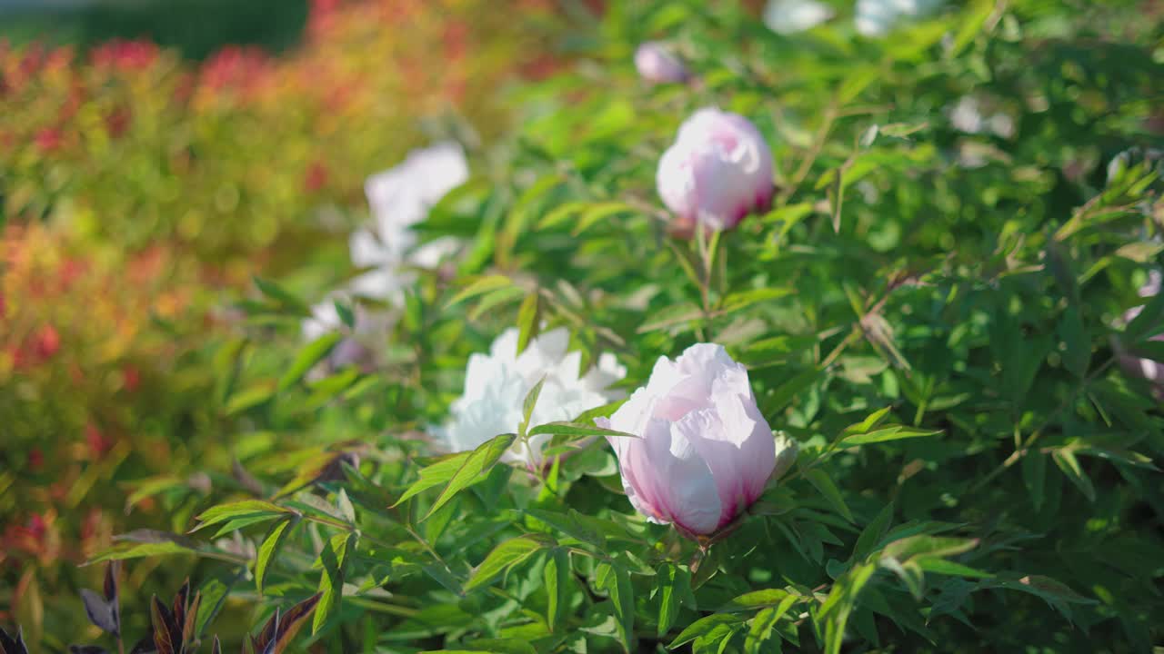 美丽的红色牡丹在绿色的背景上。一朵美丽的花在风中摇曳。阳光照亮了绿叶和草地。视频素材