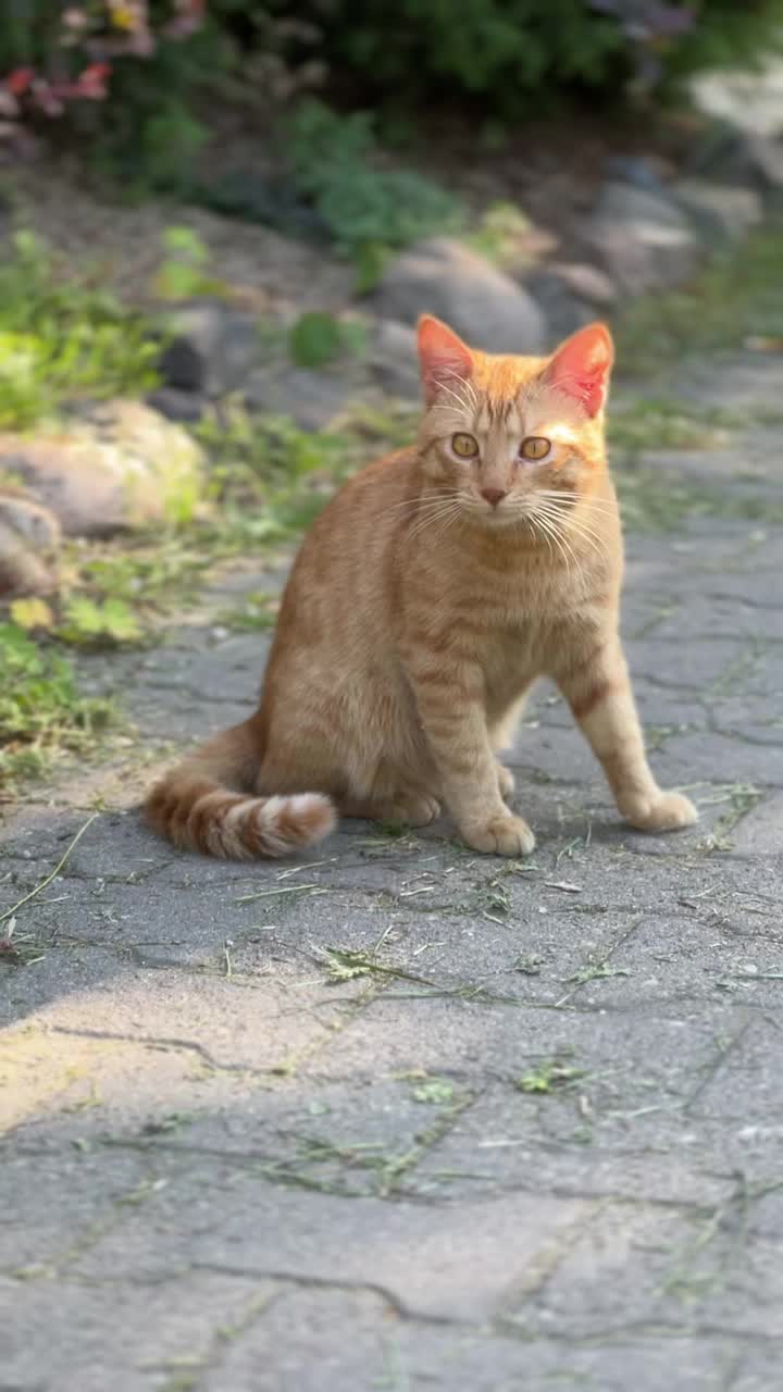 一只姜黄色的流浪猫在街上走向观察者。一只姜黄色流浪猫的垂直视频视频下载