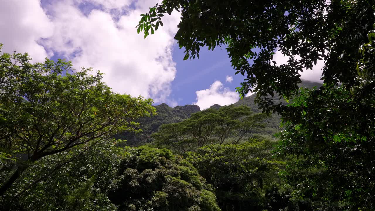 一个高和郁郁葱葱的绿色山的看法- Moorea，法属波利尼西亚视频下载