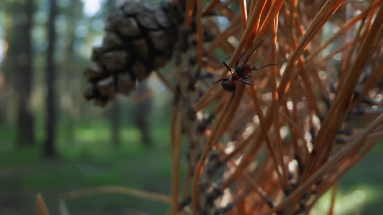 松针上的蜘蛛与模糊的森林背景视频素材