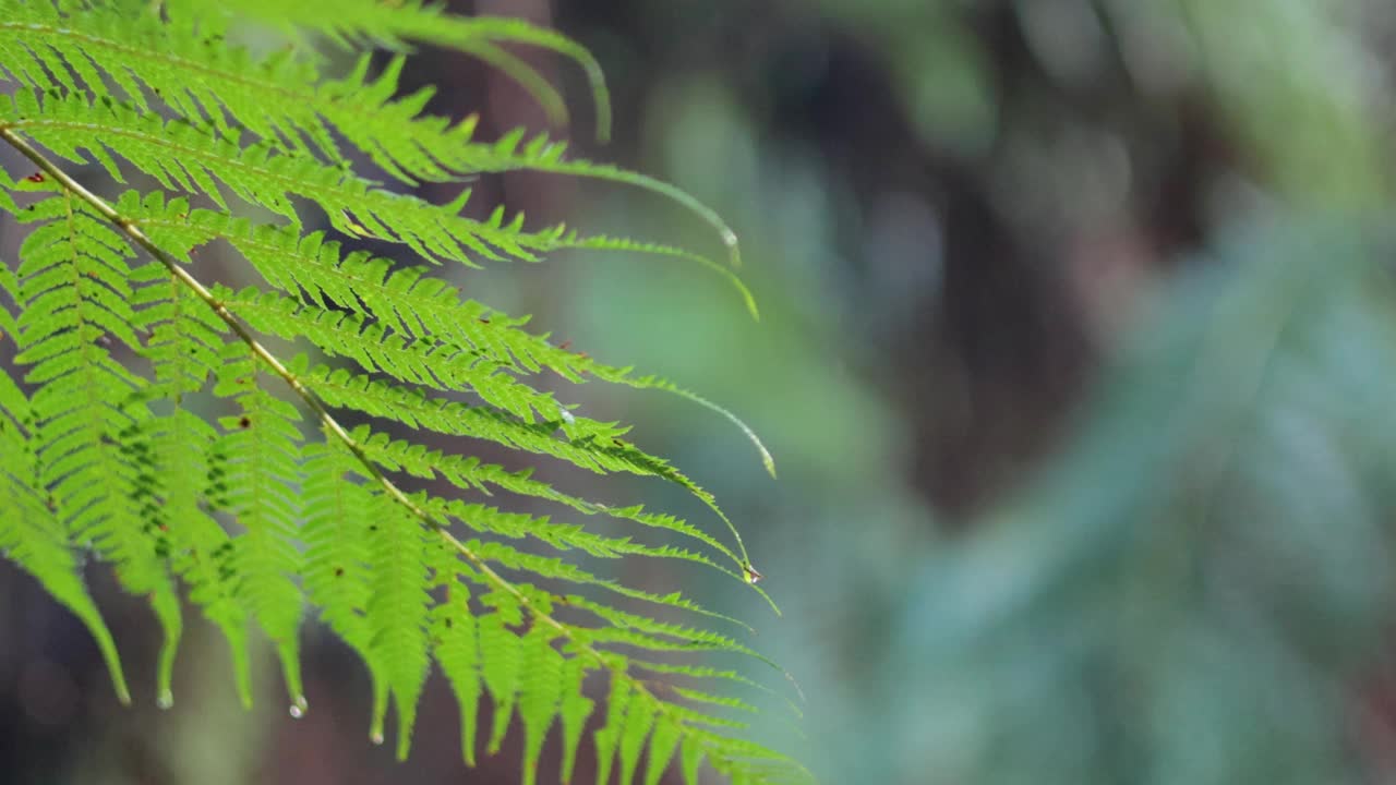 森林中的蕨类植物视频素材