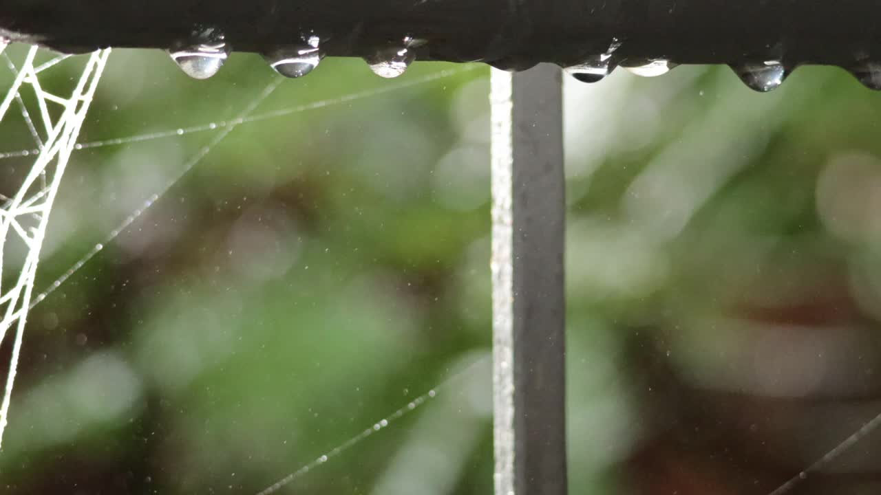 巴拉瑞特蜘蛛网上的雨滴视频素材