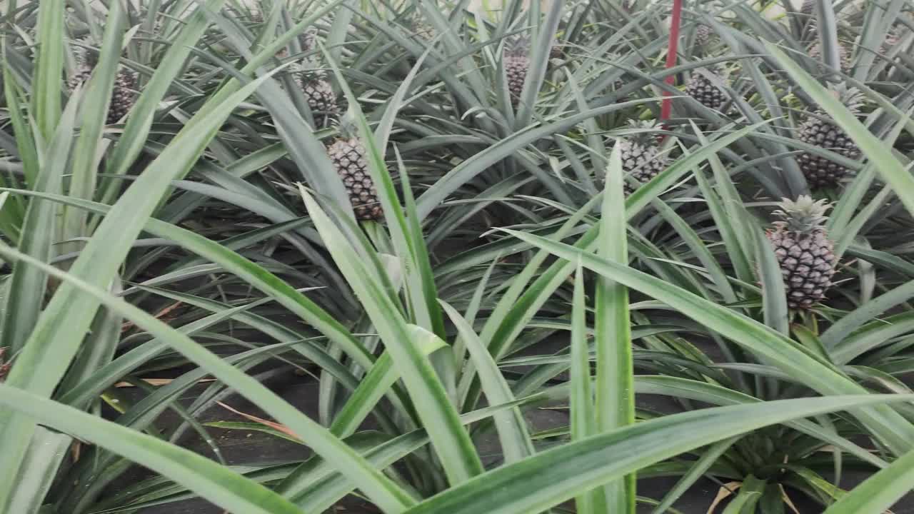 种植在阿鲁达种植园的菠萝视频下载