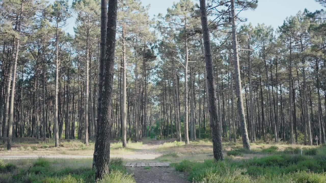 茂密的森林，高大的松树和一条穿过绿色植物的阳光小径。视频素材