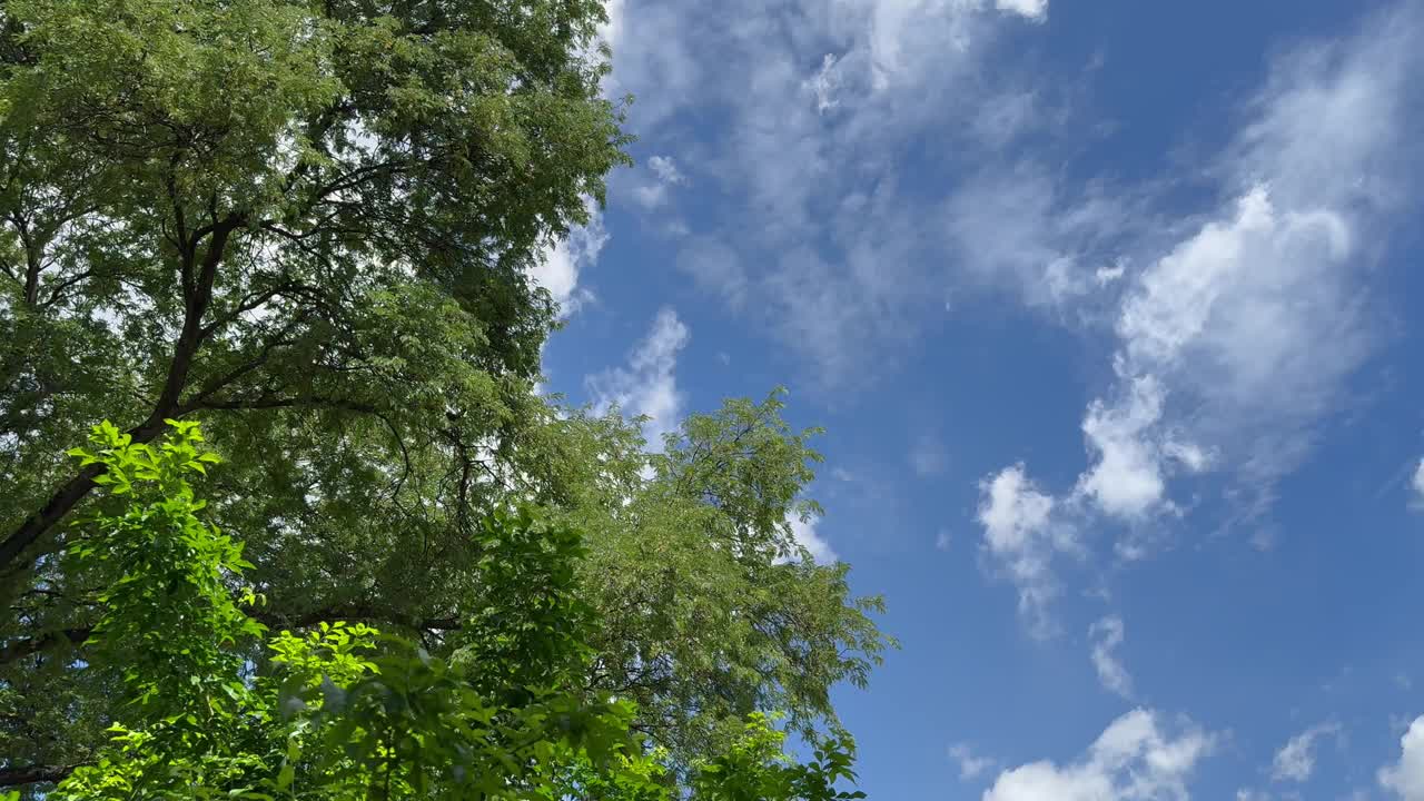 在一个阳光明媚的日子里，风吹在树上的天空背景。视频下载