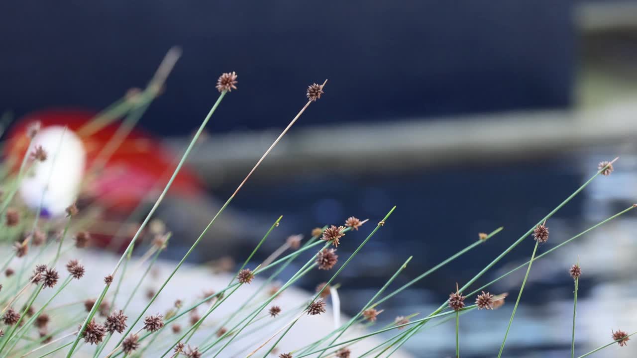 水边的草和花视频素材