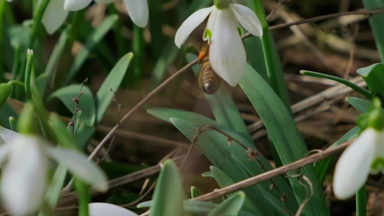 早春森林中蜜蜂授粉的雪花莲。雪花莲，花，春天。白色的雪花莲在花园里盛开，初春，预示着冬天的结束。慢镜头，特写视频素材