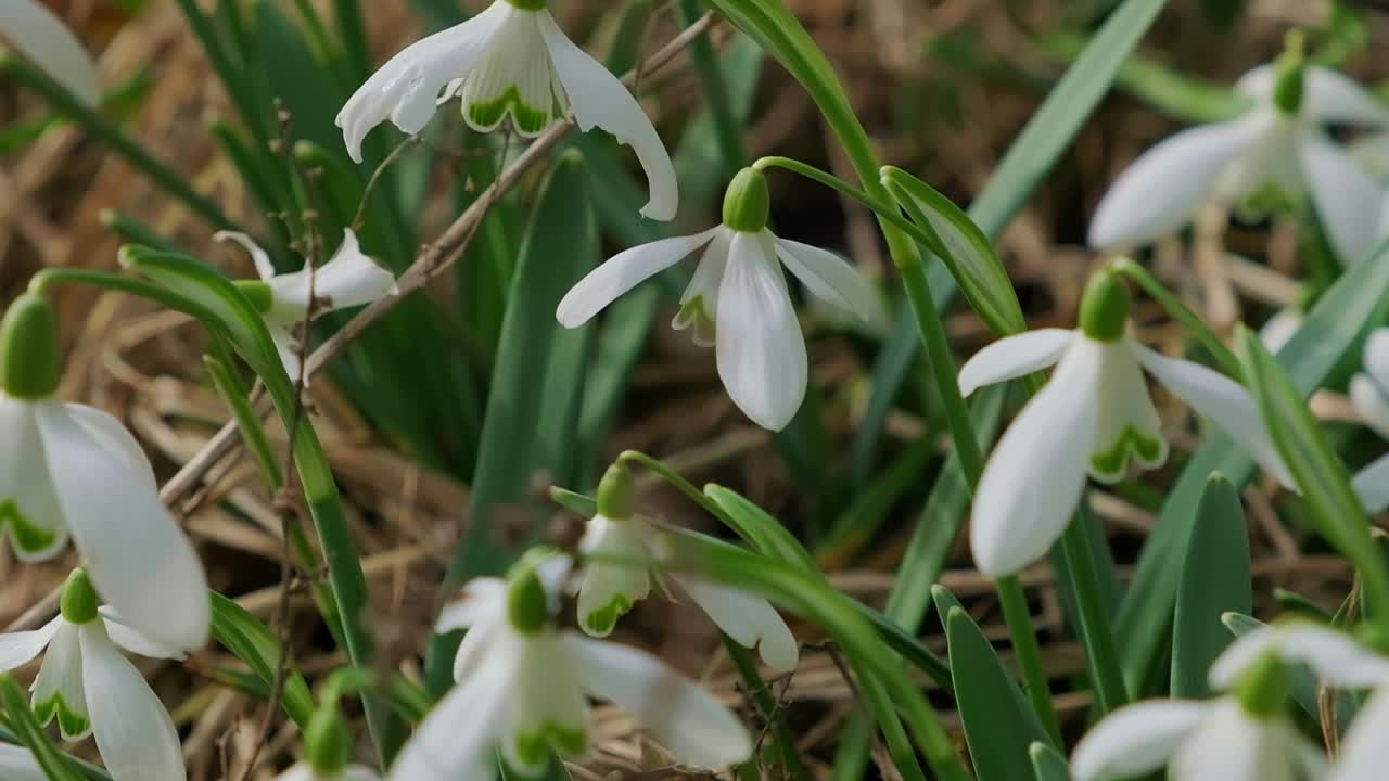 早春森林中蜜蜂授粉的雪花莲。雪花莲，花，春天。慢动作视频素材