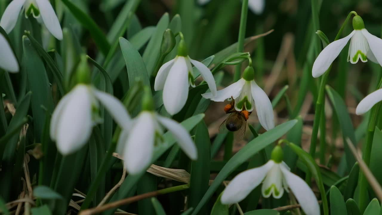 早春森林中蜜蜂授粉的雪花莲。雪花莲，花，春天。慢动作视频素材