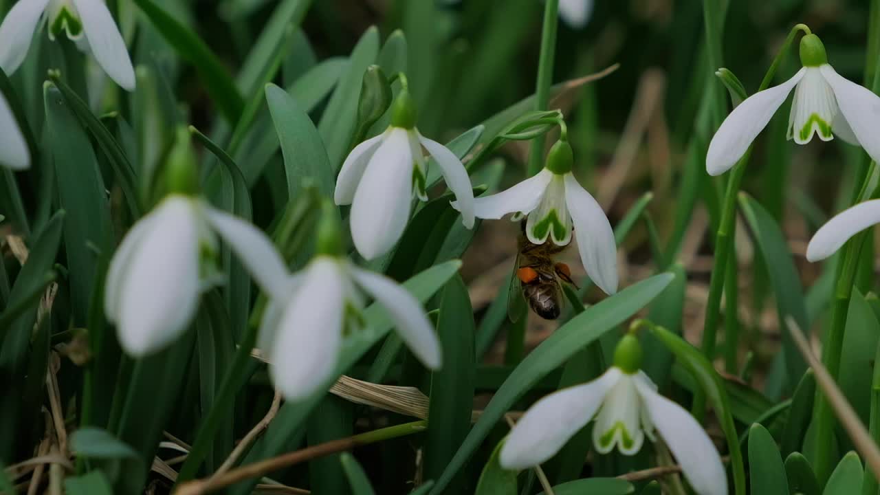 早春森林中蜜蜂授粉的雪花莲。雪花莲，花，春天。慢动作视频素材