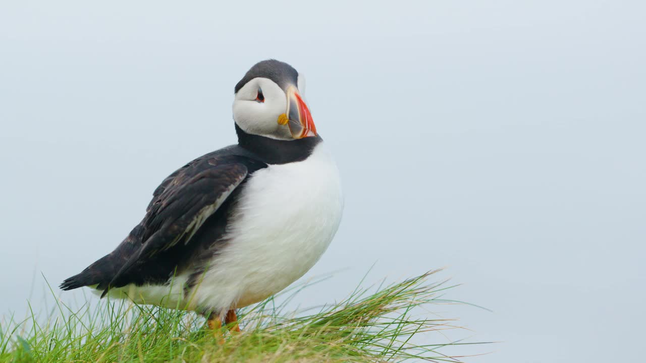 在苏格兰伦加岛，一只展翅的海雀站在长满草的悬崖上视频下载