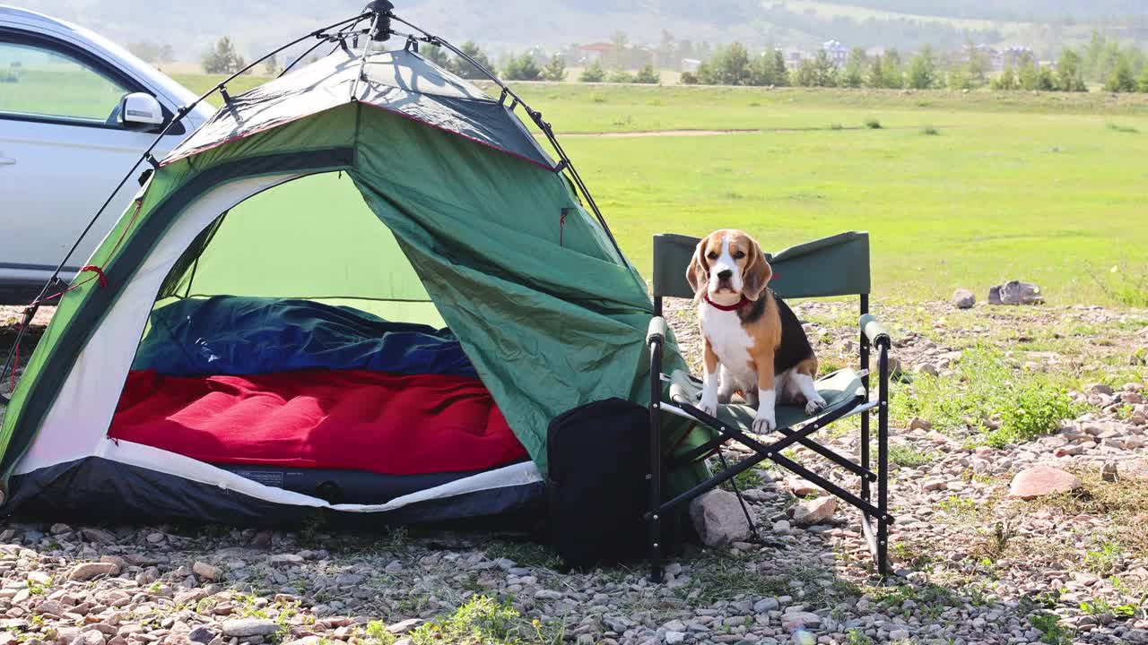 一只小猎犬正坐在帐篷旁的野营椅上。美丽的夏日风景。视频下载