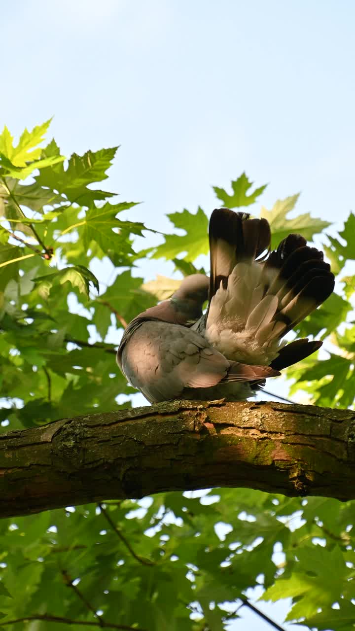 普通的木鸽(Columba palumbus)整理羽毛。视频素材