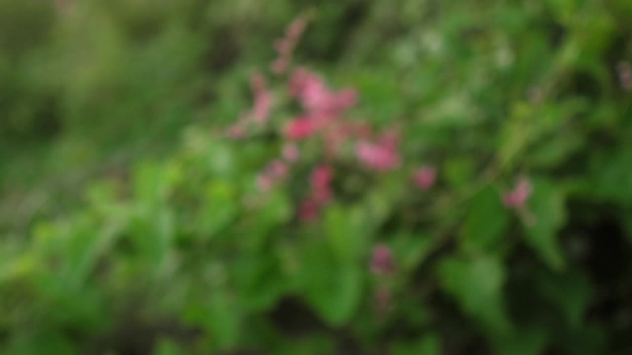 在一个郁郁葱葱的花园里，粉红色的花朵和绿叶的模糊特写视频素材