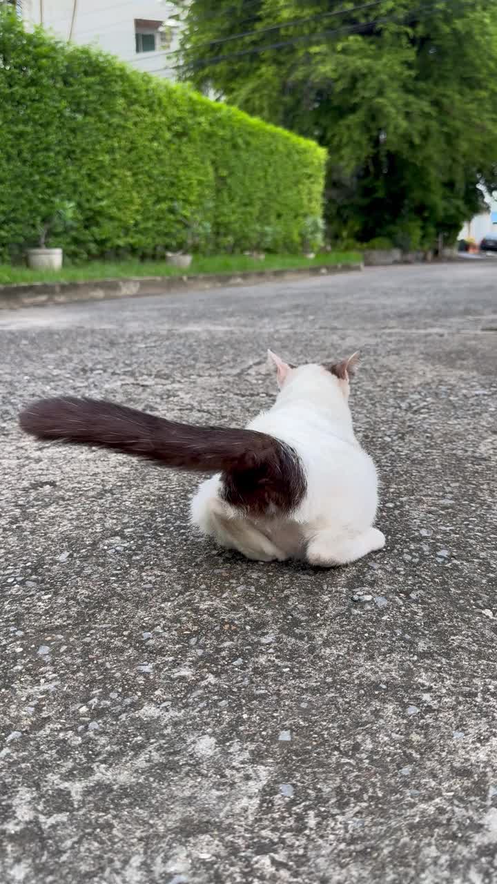 顽皮的老白虎斑猫在水泥地板上摩擦自己，心情很好，垂直视频。视频下载