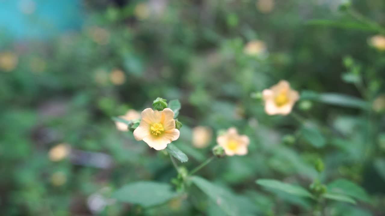 思达连翘花在风中视频素材