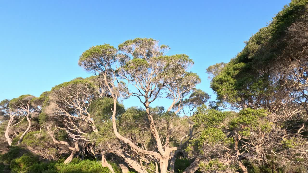 沿海茶树全景视频素材