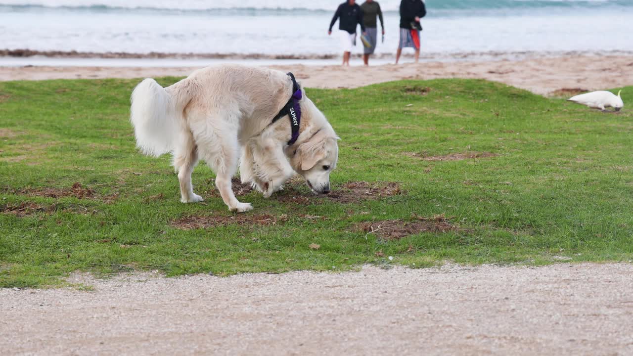 狗在海滩上散步视频素材